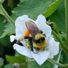 Profilbild von bee