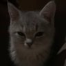Profilbild von أن