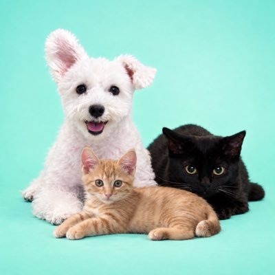 白シュナと黒猫と茶トラ's profile picture