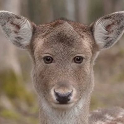 세라비's profile picture