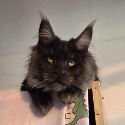 0xzhuyouzhaXG's profile picture