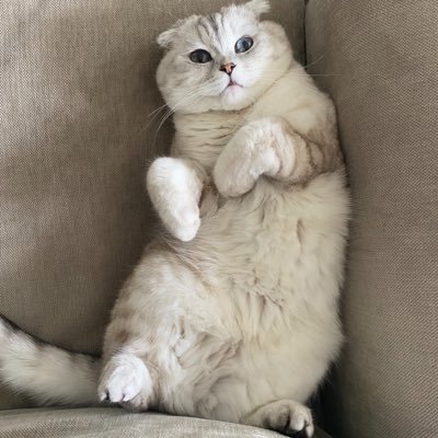 the__bulent06's profile picture