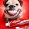Фото профиля sorriso cãogate da silva ꗞ