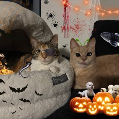 gasket & intake manifold 🎃's profile picture