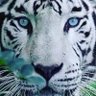 Profilbild von Denissio Pulido🛡⚔️
