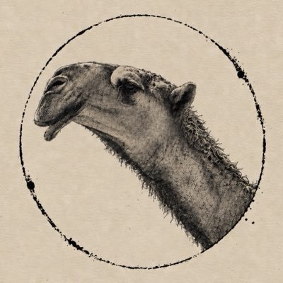 مَعَف .'s profile picture