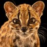 xaxao profil fotoğrafı