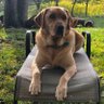 Buttercup 🇺🇸🏈🖤💛🏈's profile picture