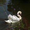 🦢 的头像