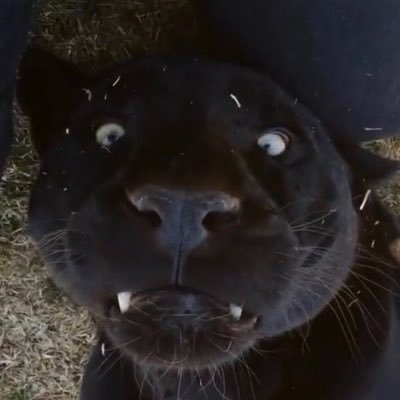 panterinhu's profile picture