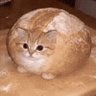 Breadcat 的头像