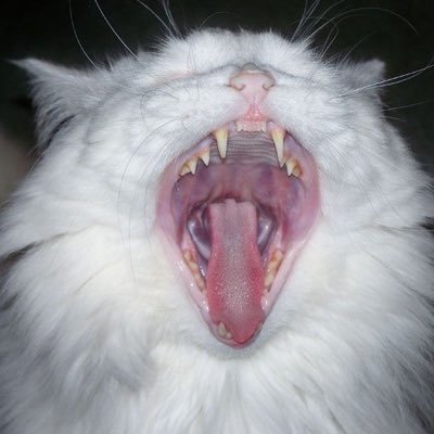 wkpknd's profile picture