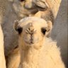 فاطمة's profile picture