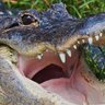 Gatorsncrocis 的头像