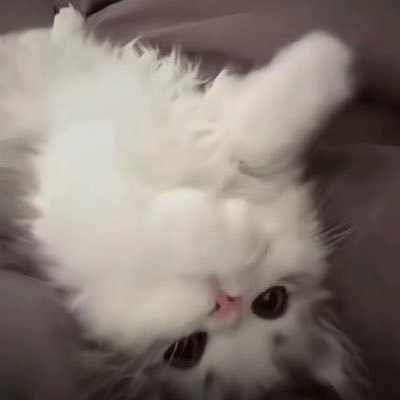 Xcavyx's profile picture