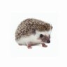 Big Frozen Hedgehog's profile picture