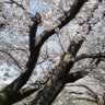 春爛漫 profil fotoğrafı