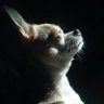 Profilbild von Annabel๐(Rapid glazer)