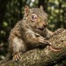 Squirrel McNuts 的头像