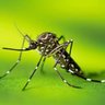 The Pesky Mosquito 的头像