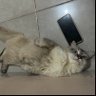 ㅡai profil fotoğrafı