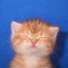 kea's profile picture