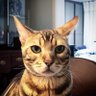 mj.ed's profile picture