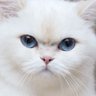 ꔛ ʏʏᴜɪᴋᴡ ☺︎. น้องดีนเด็กดี's profile picture