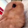 tofuko's profile picture