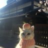mie_34's profile picture