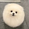 ごぼう 的头像