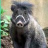 babi 的头像
