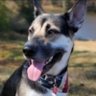 Фото профиля German Shepherd Dad 🇺🇸 & 🔥