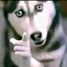 Sr. Dogg profil fotoğrafı