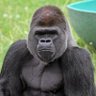 Nomadic Gorilla 97 🐉🌕's profile picture