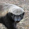 Mf Honey Badger profil fotoğrafı