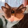 Profilbild von Krimish