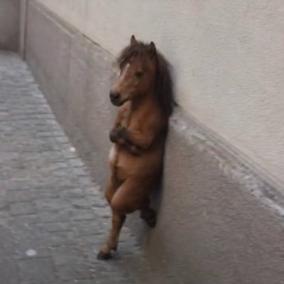 khoyjangdes's profile picture