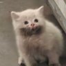 🐱𝙂𝙂🌈✨𝙉𝙤𝙣𝙜𝙉𝙄𝙉𝙀❤️🔥 的头像