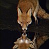 GardenFox04 profil fotoğrafı