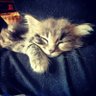 a little cat's profile picture