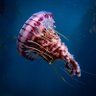 Silly Jellyfish's profile picture