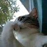 achmad rivaldi's profile picture