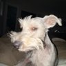 Chris Ries's profile picture