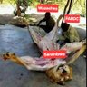 The Nyang's 🇨🇩 profil fotoğrafı