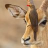 आराध्या जाट profil fotoğrafı