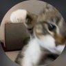 ホオジロザメ profil fotoğrafı
