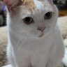 のぶきなこ😺🍊ひとりひとりが日本🇯🇵 profil fotoğrafı