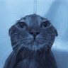 Profilbild von Jxsh