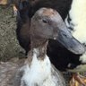 qarper's profile picture